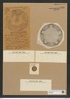 Aulacodiscus decorus var. stoschii (Jan.) Rattr. (de-Toni-Nr.: Genus 182, Species 4501) Zeichnungen Sammlung Grunow Nr. 8068 (NHMW-BOT-W0377392)